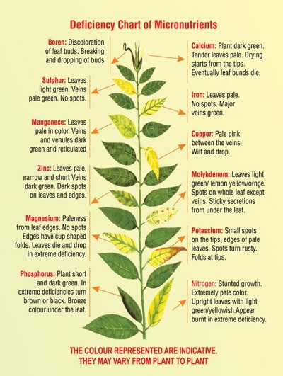 Plant Nutrient Deficiency Symptoms Chart
