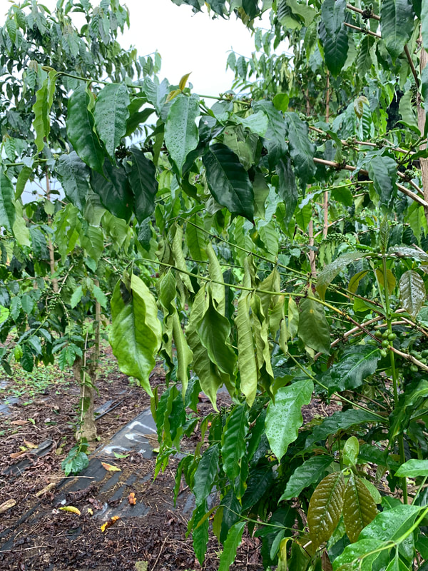 Black Twig Borer - Welcome Coffee Growers!